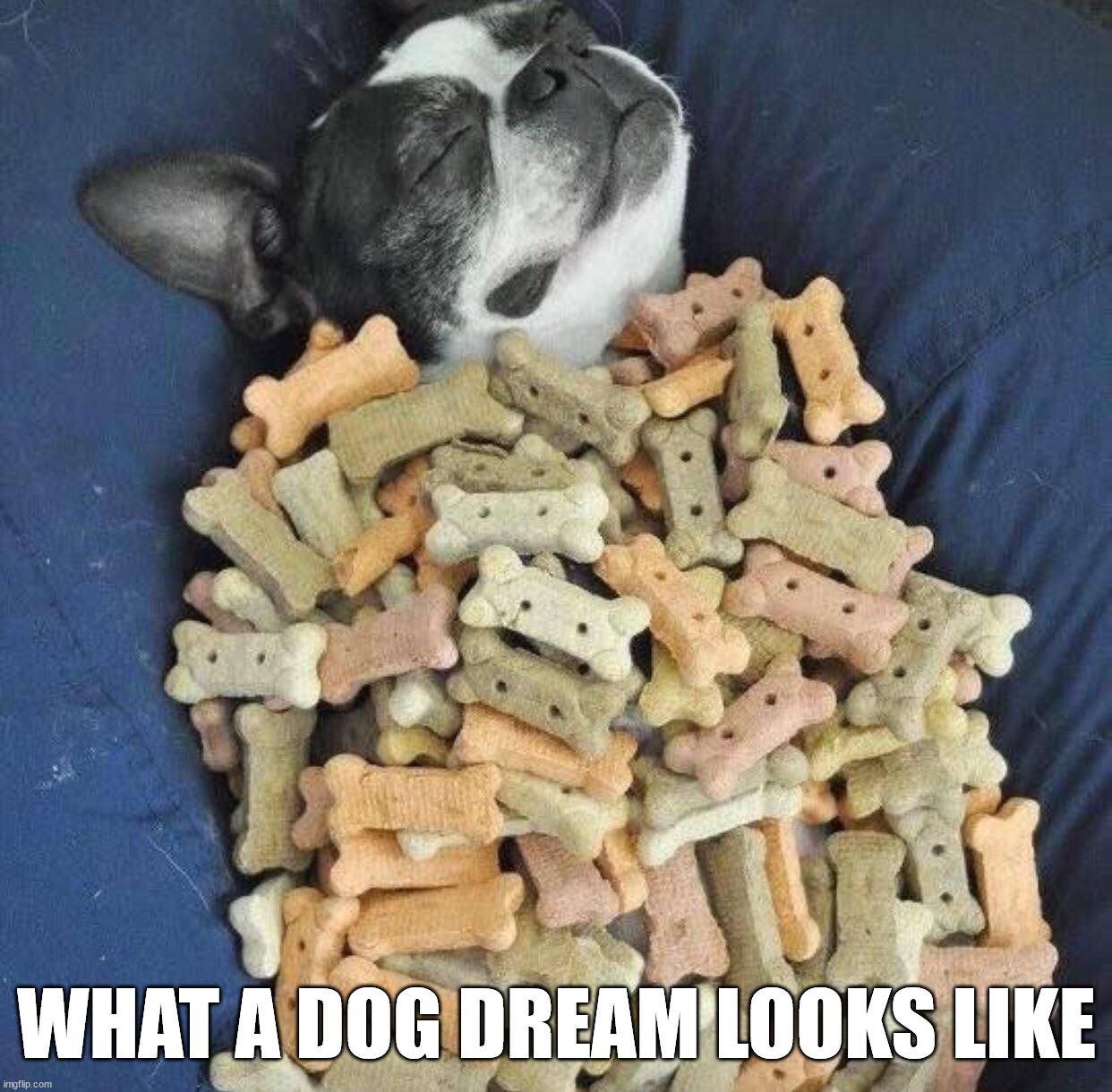 WHAT A DOG DREAM LOOKS LIKE | made w/ Imgflip meme maker