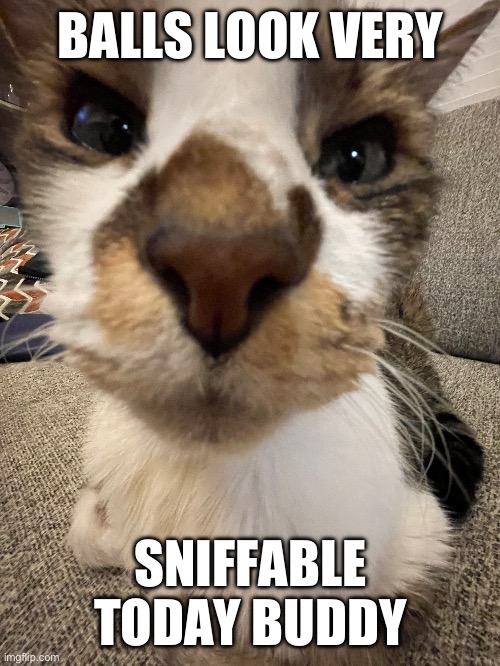 BALLS LOOK VERY; SNIFFABLE TODAY BUDDY | made w/ Imgflip meme maker