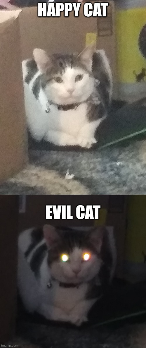 Happy cat and evil cay | HAPPY CAT; EVIL CAT | image tagged in funny cats,cats,memes,funny,funny memes | made w/ Imgflip meme maker