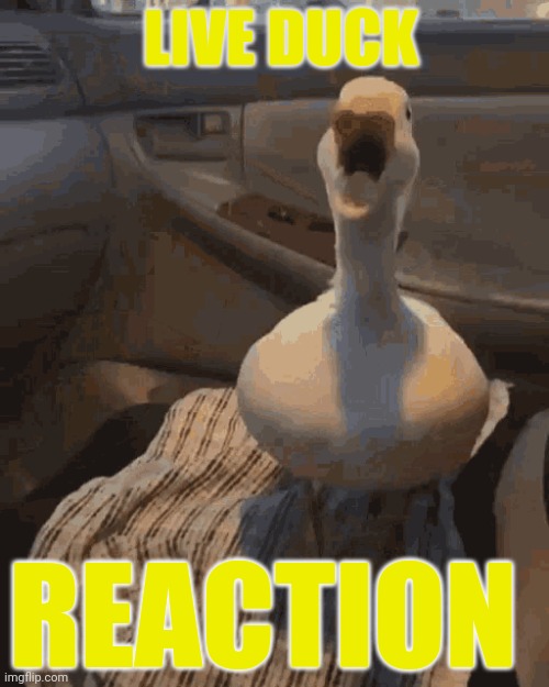 LIVE DUCK REACTION | made w/ Imgflip meme maker