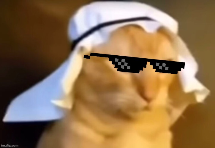 haram cat | image tagged in haram cat | made w/ Imgflip meme maker