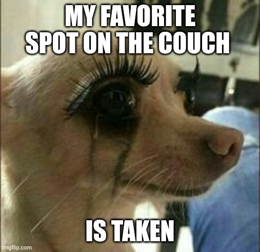 When you realize that your favorite spot on the couch has been taken | MY FAVORITE SPOT ON THE COUCH; IS TAKEN | image tagged in mascara chihuahua | made w/ Imgflip meme maker