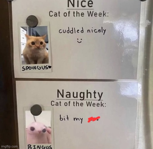 Dang it Bingus… | made w/ Imgflip meme maker