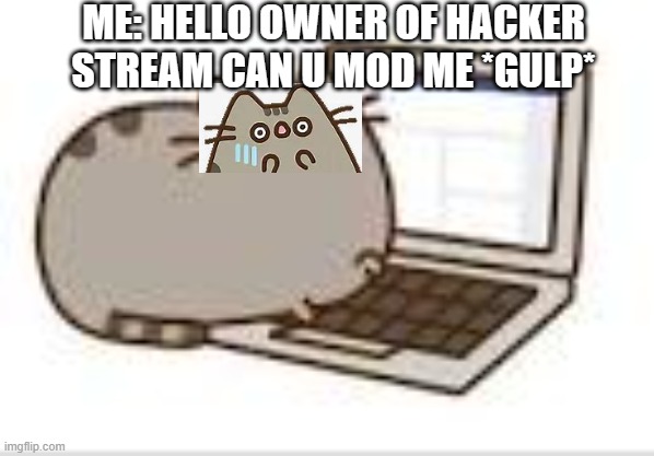 can I have mod of hacker stream *gulp* don't hack me | ME: HELLO OWNER OF HACKER STREAM CAN U MOD ME *GULP* | image tagged in pusheen,i scared | made w/ Imgflip meme maker