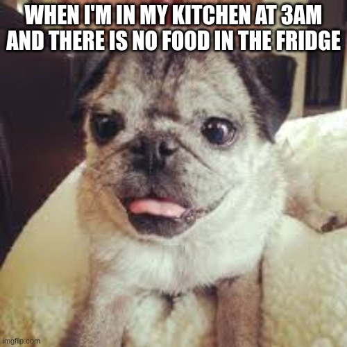 goofy-ahh dog | WHEN I'M IN MY KITCHEN AT 3AM AND THERE IS NO FOOD IN THE FRIDGE | image tagged in memes,dog,funn,funny | made w/ Imgflip meme maker