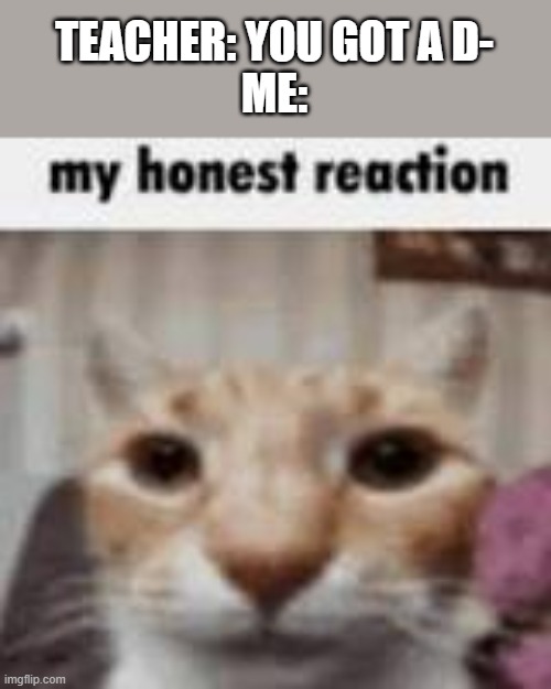whatever homework only counts for 10% of the grade | TEACHER: YOU GOT A D-
ME: | image tagged in my honest reaction,cat,cats,reaction,teacher,school | made w/ Imgflip meme maker