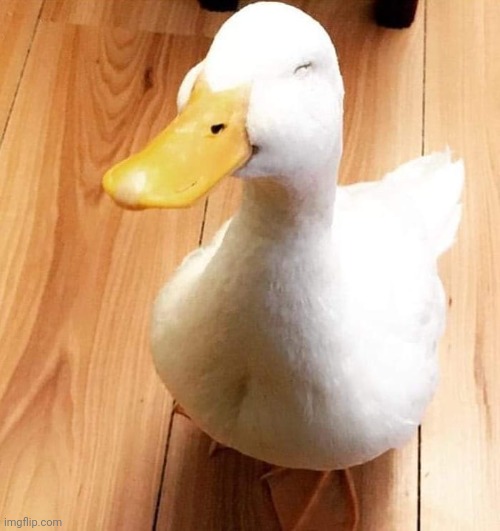 SMILE DUCK | image tagged in smile duck | made w/ Imgflip meme maker