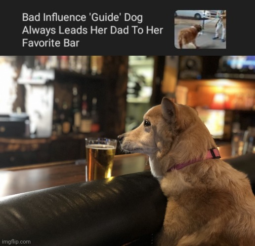 Oh yeah, such a bad influence guide dog | image tagged in juno at the bar,dog,bar,memes,dad,guide | made w/ Imgflip meme maker