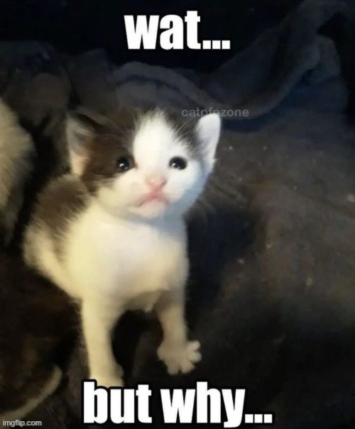 fascism almost took over the Croatian wikipedia lmao | image tagged in wat but why | made w/ Imgflip meme maker