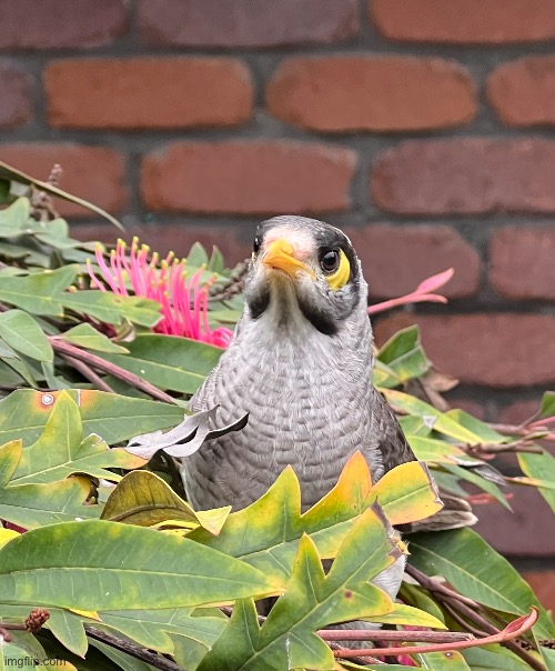 Noisy Miner  | made w/ Imgflip meme maker