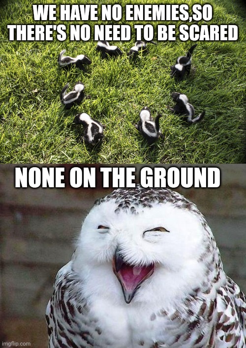 WE HAVE NO ENEMIES,SO THERE'S NO NEED TO BE SCARED; NONE ON THE GROUND | image tagged in skunk meeting,owl happy | made w/ Imgflip meme maker
