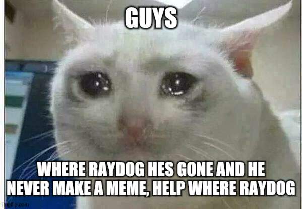 i miss raydog | GUYS; WHERE RAYDOG HES GONE AND HE NEVER MAKE A MEME, HELP WHERE RAYDOG | image tagged in crying cat,raydog,sad,cry,crying,find raydog please | made w/ Imgflip meme maker