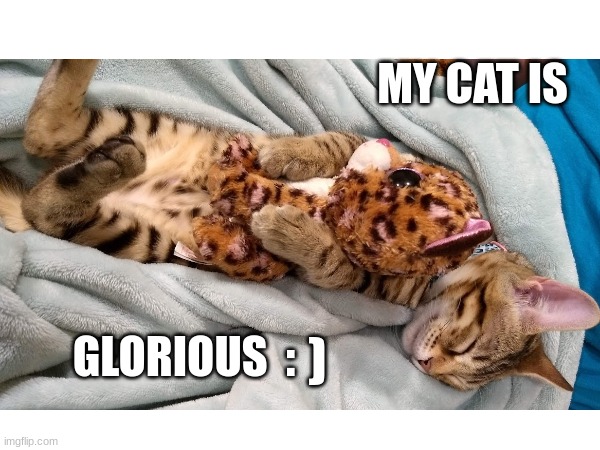 Took this picture back when she was young and not fat | MY CAT IS; GLORIOUS  :; ) | image tagged in cats,pictures | made w/ Imgflip meme maker
