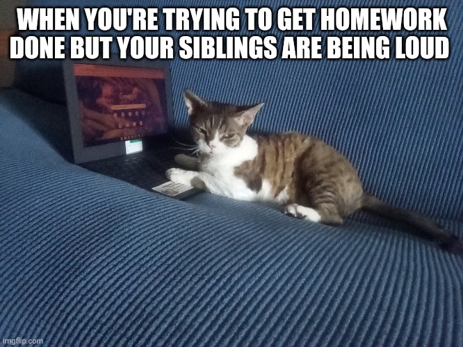 Every Time | WHEN YOU'RE TRYING TO GET HOMEWORK DONE BUT YOUR SIBLINGS ARE BEING LOUD | image tagged in cats | made w/ Imgflip meme maker