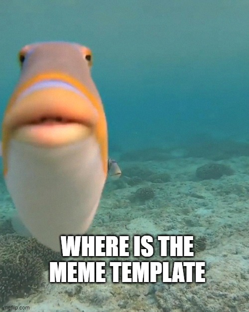 staring fish | WHERE IS THE MEME TEMPLATE | image tagged in staring fish | made w/ Imgflip meme maker