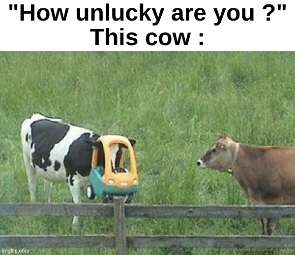 HOW IN THE CRISPY MOLDY NOODLES | "How unlucky are you ?"
This cow : | image tagged in memes,funny,relatable,cows,unlucky,front page plz | made w/ Imgflip meme maker