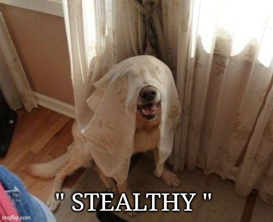 hiding dog | " STEALTHY " | image tagged in dog memes | made w/ Imgflip meme maker