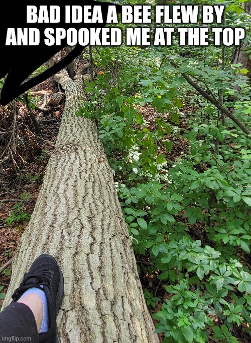 i did it anyways | BAD IDEA A BEE FLEW BY AND SPOOKED ME AT THE TOP | made w/ Imgflip meme maker