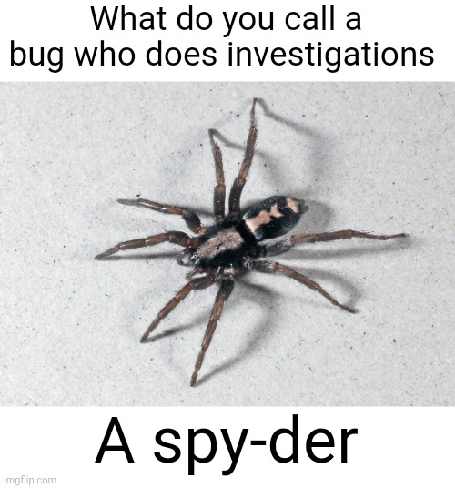 Meme #3,255 | What do you call a bug who does investigations; A spy-der | image tagged in memes,jokes,spy,flick7,spider,puns | made w/ Imgflip meme maker