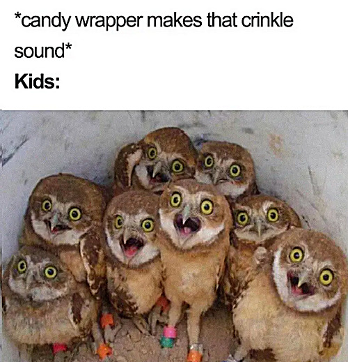 the wrapper sound | image tagged in memes,middle school | made w/ Imgflip meme maker