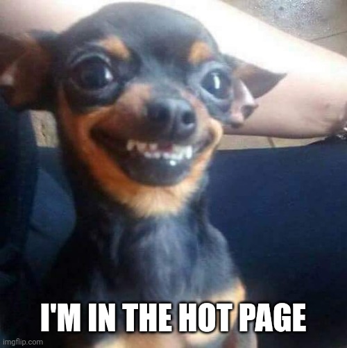 Yay | I'M IN THE HOT PAGE | image tagged in happy chihuahua | made w/ Imgflip meme maker
