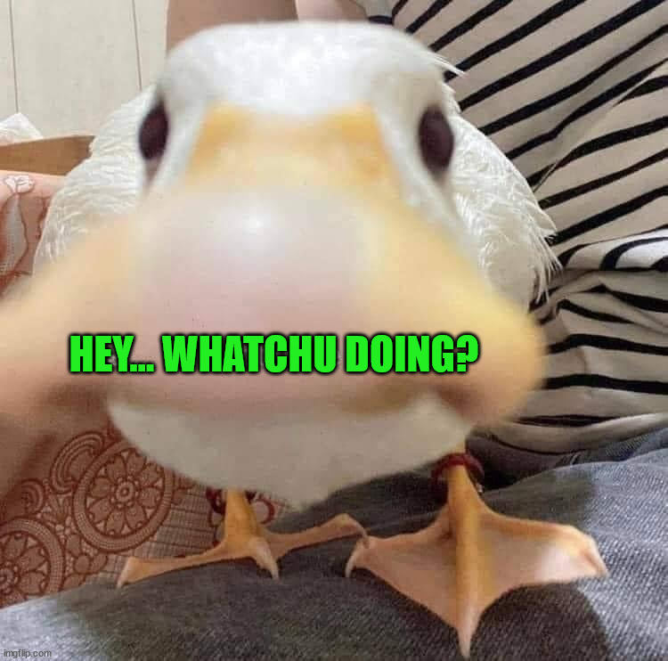 HEY... WHATCHU DOING? | image tagged in ducks | made w/ Imgflip meme maker
