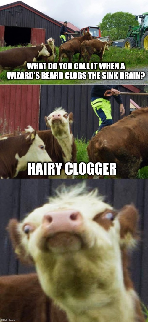 Hairy Clogger | WHAT DO YOU CALL IT WHEN A WIZARD'S BEARD CLOGS THE SINK DRAIN? HAIRY CLOGGER | image tagged in bad pun cow,harry potter,puns | made w/ Imgflip meme maker
