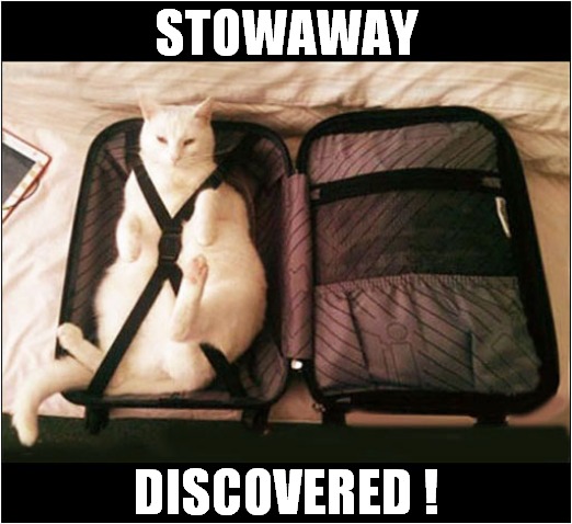 Just Wanted To Come On Holiday With You ! | STOWAWAY; DISCOVERED ! | image tagged in cats,holiday,vacation,stowaway,discovery | made w/ Imgflip meme maker