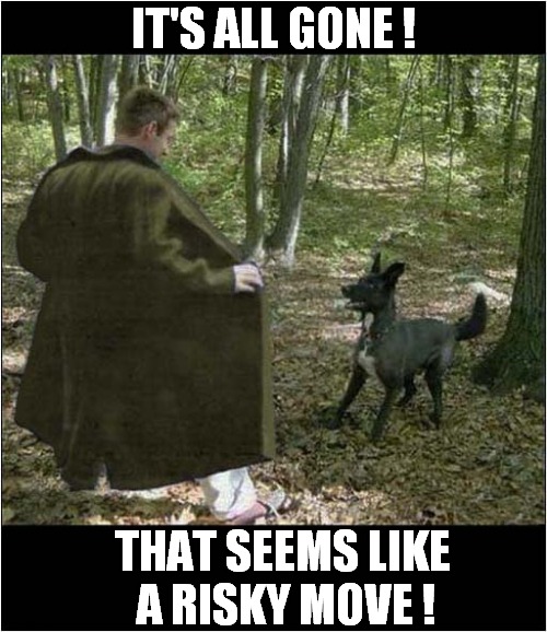 Someone Likes To Live Dangerously ! | IT'S ALL GONE ! THAT SEEMS LIKE
 A RISKY MOVE ! | image tagged in dogs,flash,risk | made w/ Imgflip meme maker
