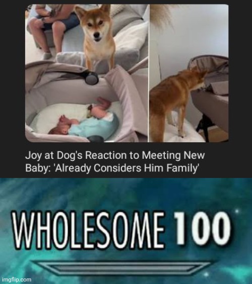 New baby | image tagged in wholesome 100,dogs,dog,baby,family,memes | made w/ Imgflip meme maker