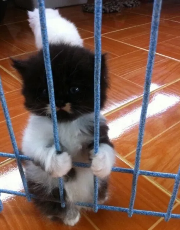 kitten in jail Blank Meme Template
