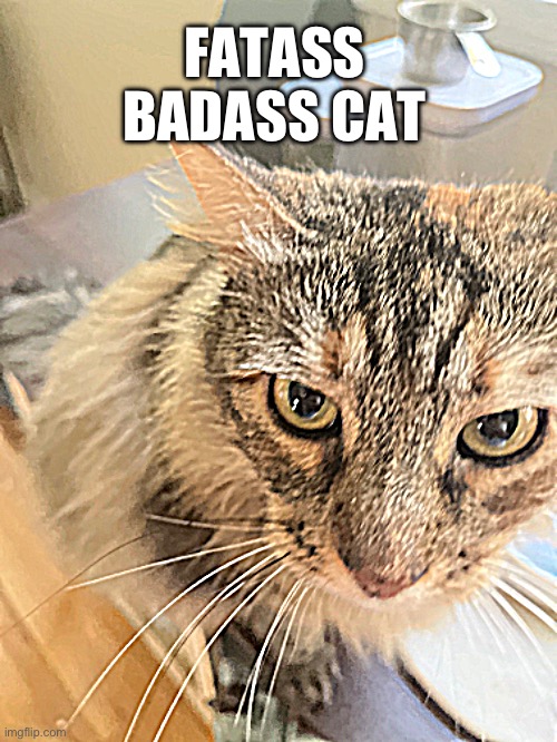 FATASS BADASS CAT | made w/ Imgflip meme maker