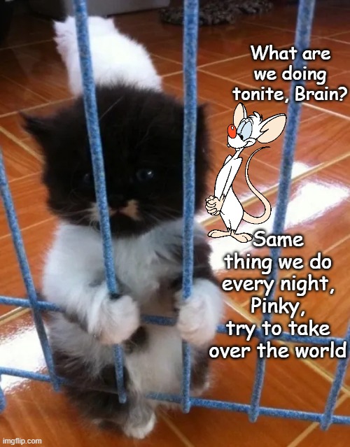 Pinky and the Brain kitty | What are we doing tonite, Brain? Same thing we do every night, Pinky, try to take over the world | image tagged in kitten in jail,jail,prison,bars,cat | made w/ Imgflip meme maker