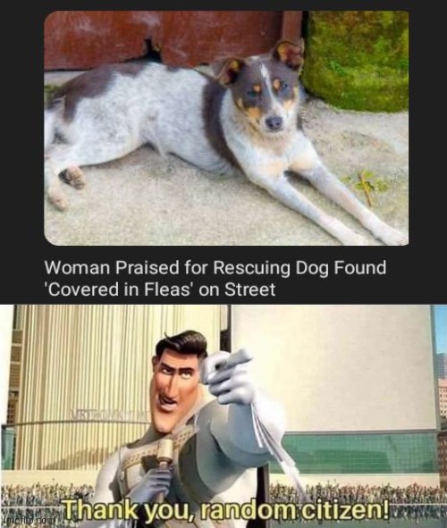 Rescued dog | image tagged in thank you random citizen,fleas,rescued,dogs,dog,memes | made w/ Imgflip meme maker