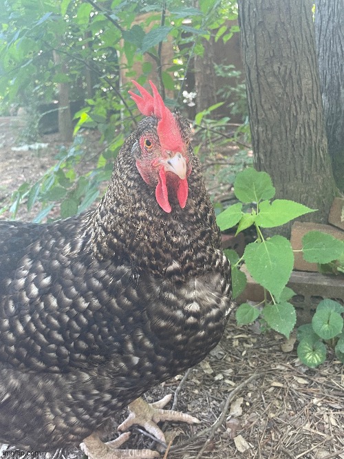 This is my chicken, Quimby! Isn’t she cute | made w/ Imgflip meme maker