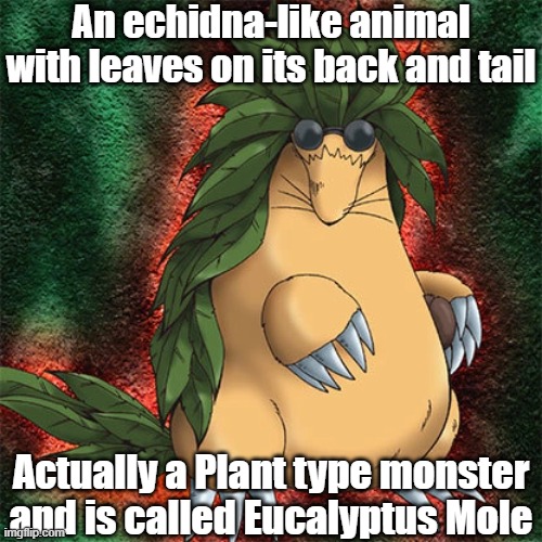 Misleading monster 18 | An echidna-like animal with leaves on its back and tail; Actually a Plant type monster and is called Eucalyptus Mole | image tagged in yugioh | made w/ Imgflip meme maker