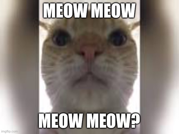 Meow meow, meow meow? | MEOW MEOW; MEOW MEOW? | image tagged in cats,cat,so close,meow,question,kitty | made w/ Imgflip meme maker