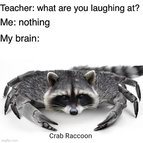 Crab Raccoon | Crab Raccoon | image tagged in teacher what are you laughing at,crab raccoon,crab,raccoon,memes,animal | made w/ Imgflip meme maker