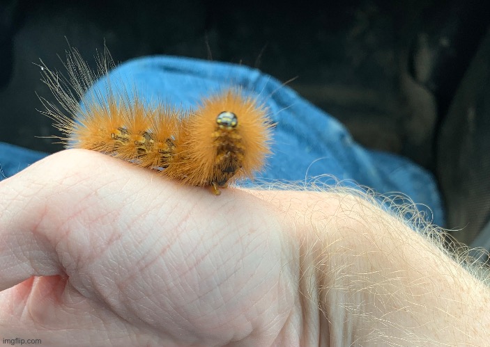 Caterpillar | made w/ Imgflip meme maker