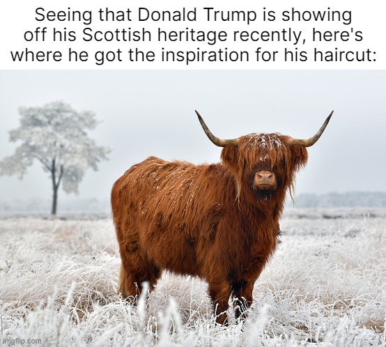 I'd like to see a Highland Cow get elected President. 'Make The Farmer Give Me A Haircut Again' | Seeing that Donald Trump is showing off his Scottish heritage recently, here's where he got the inspiration for his haircut: | made w/ Imgflip meme maker