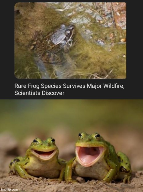 Survived major wildfire | image tagged in two happy frogs,survival,frog,wildfire,science,memes | made w/ Imgflip meme maker