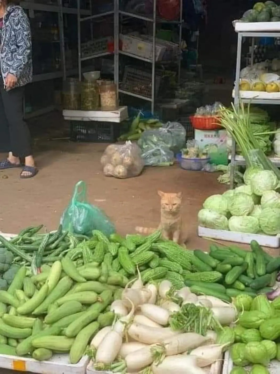 Vendor Cat Blank Meme Template