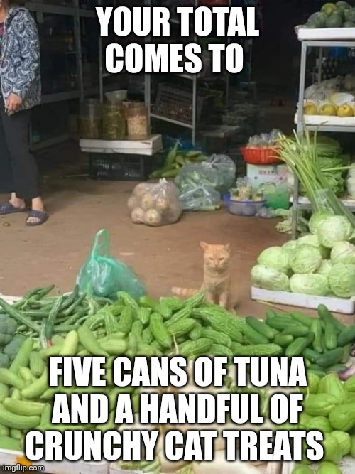 Pay the cat | YOUR TOTAL COMES TO; FIVE CANS OF TUNA AND A HANDFUL OF CRUNCHY CAT TREATS | image tagged in vendor cat,cat,cute cat,angry cat | made w/ Imgflip meme maker