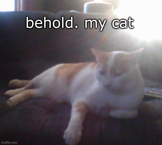 This Needs No Title | behold. my cat | image tagged in behold,my,cat | made w/ Imgflip meme maker