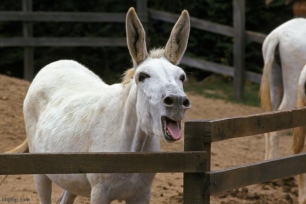 White donkey with its mouth open | image tagged in white donkey with its mouth open | made w/ Imgflip meme maker