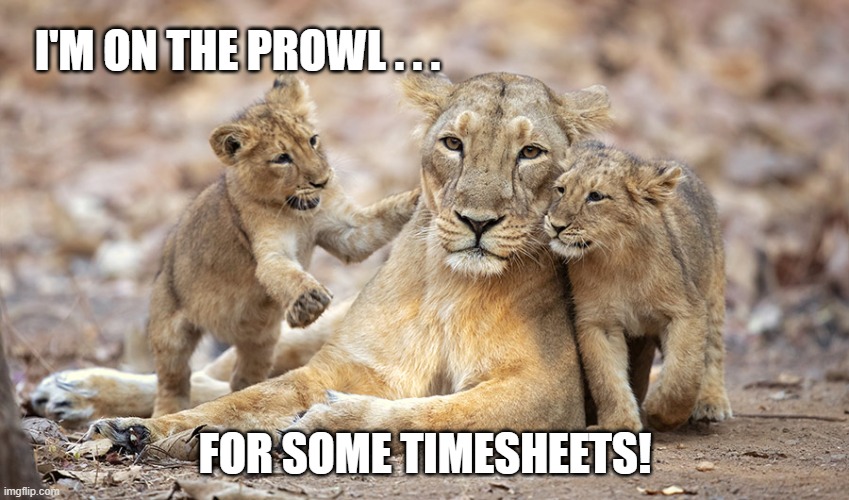 Lionesses TImesheet Reminder | I'M ON THE PROWL . . . FOR SOME TIMESHEETS! | image tagged in timesheet meme,lionnesses timesheet reminder | made w/ Imgflip meme maker