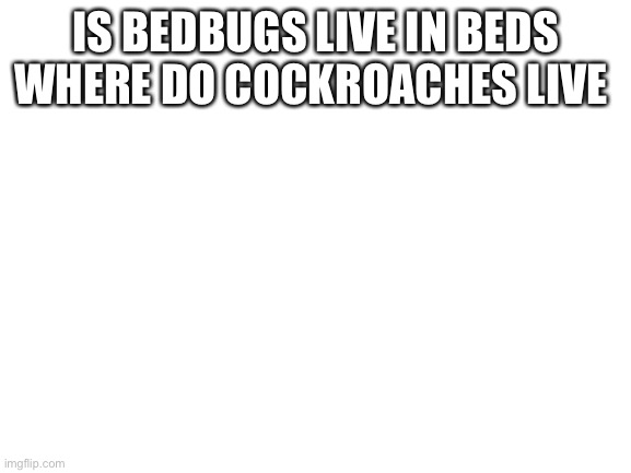 Blank White Template | IS BEDBUGS LIVE IN BEDS WHERE DO COCKROACHES LIVE | image tagged in blank white template | made w/ Imgflip meme maker