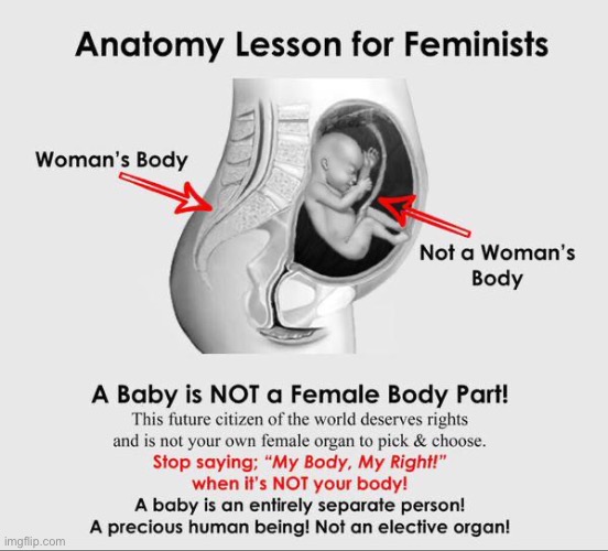 since surly posted a drywall one I’ll post the real one | image tagged in anatomy lesson for feminists | made w/ Imgflip meme maker