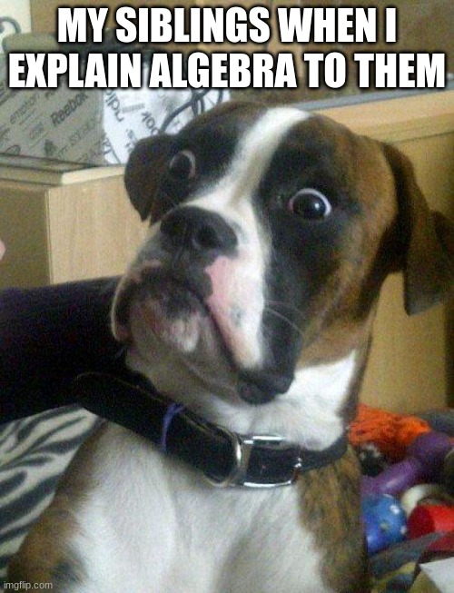 Blankie the Shocked Dog | MY SIBLINGS WHEN I EXPLAIN ALGEBRA TO THEM | image tagged in blankie the shocked dog | made w/ Imgflip meme maker