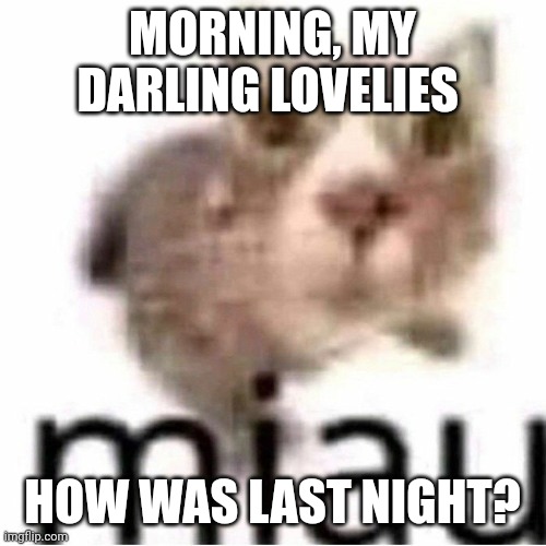 ~ | MORNING, MY DARLING LOVELIES; HOW WAS LAST NIGHT? | image tagged in miau,lovelies | made w/ Imgflip meme maker